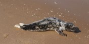 Na play w Skowronkach znaleziono malutk fok