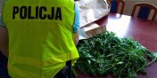 Gmina Stegna: policjanci zlikwidowali plantacj marihuany (zobacz zdjcia)