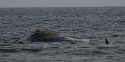 Wieloryb osiad na play w Stegnie (zobacz zdjcia)